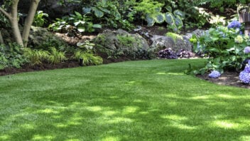 11 Jenis Rumput Taman Minimalis Terbaik untuk Pekarangan Rumah