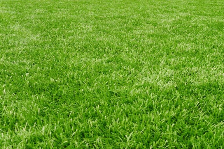 11 Jenis Rumput Taman Minimalis Terbaik untuk Halaman Rumah