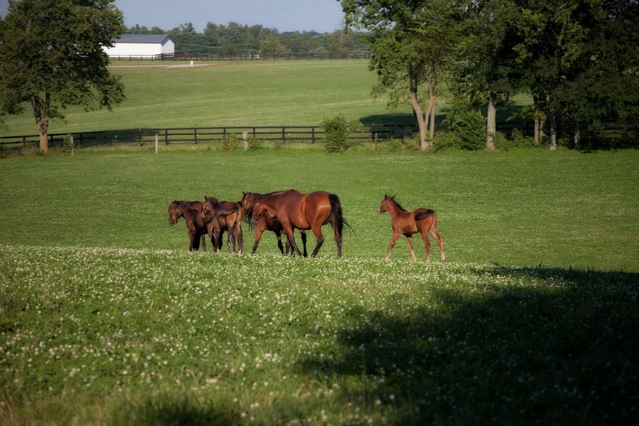 kentucky bluegrass