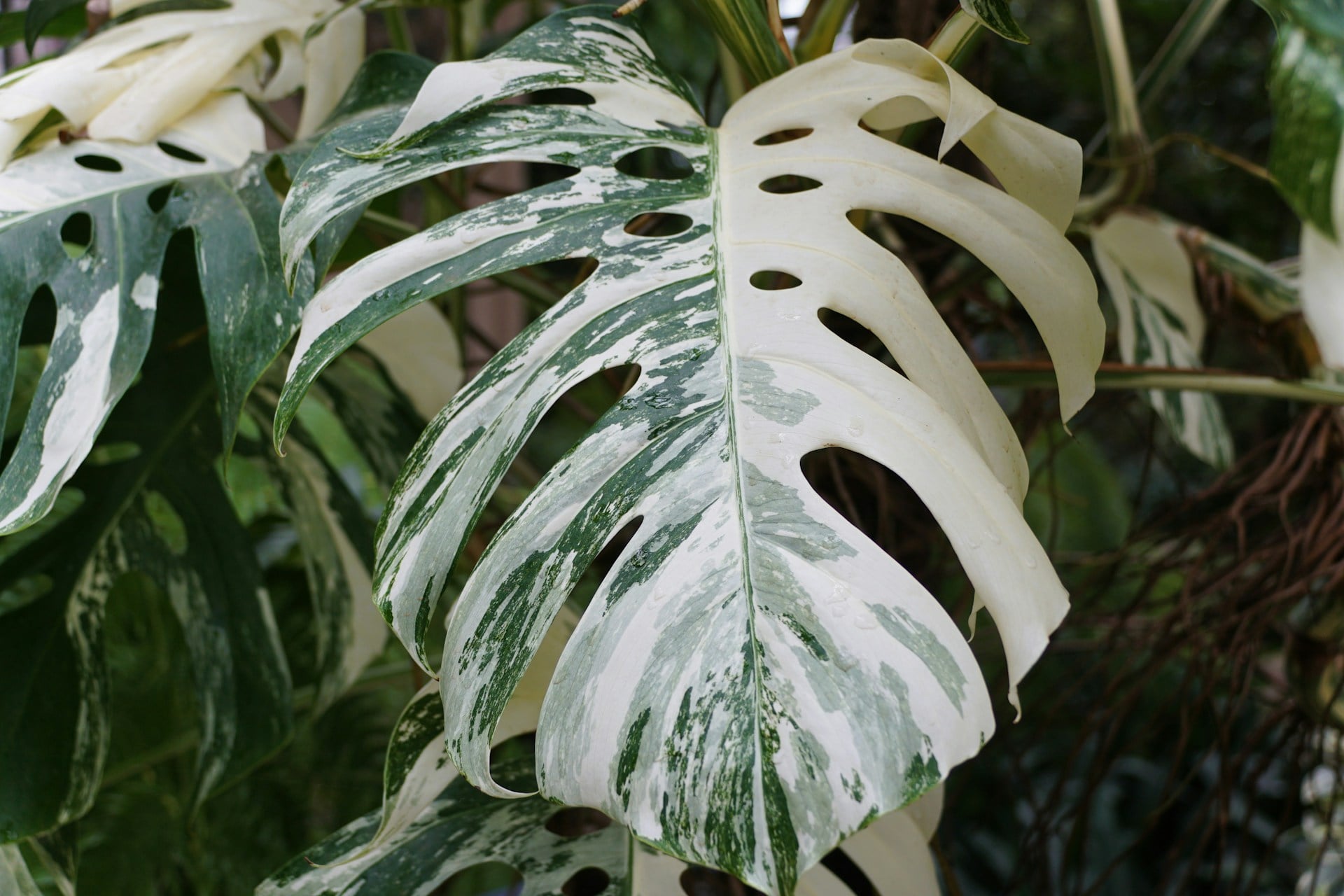 Monstera borsigiana