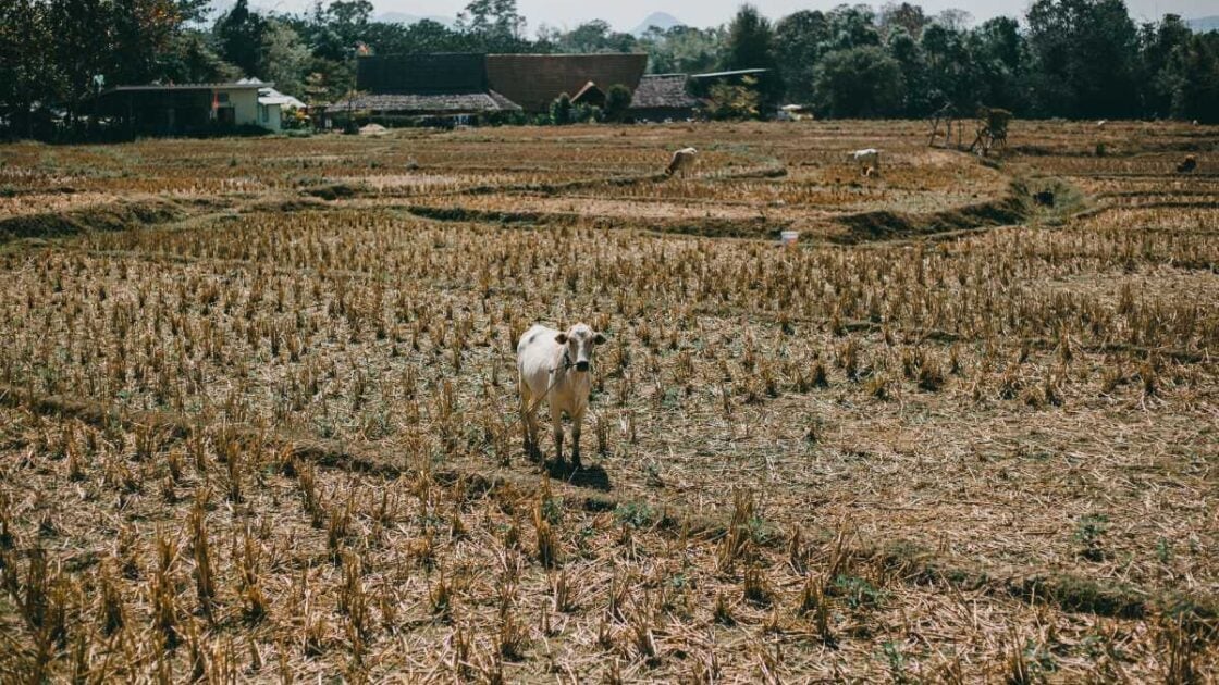 Biaya Pengeringan Tanah di BPN Disertai Cara dan Syaratnya