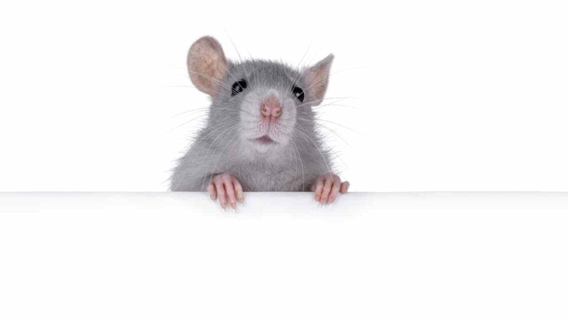 Arti Tikus Masuk Rumah menurut Islam. Waspada, Jelmaan Jin!