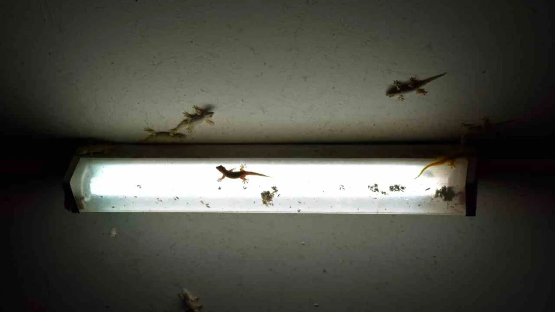 4 Arti Banyak Cicak di Rumah Pertanda Apa. Ini menurut Primbon Jawa! 4 Arti Banyak Cicak di Rumah Pertanda Apa. Ini menurut Primbon Jawa!