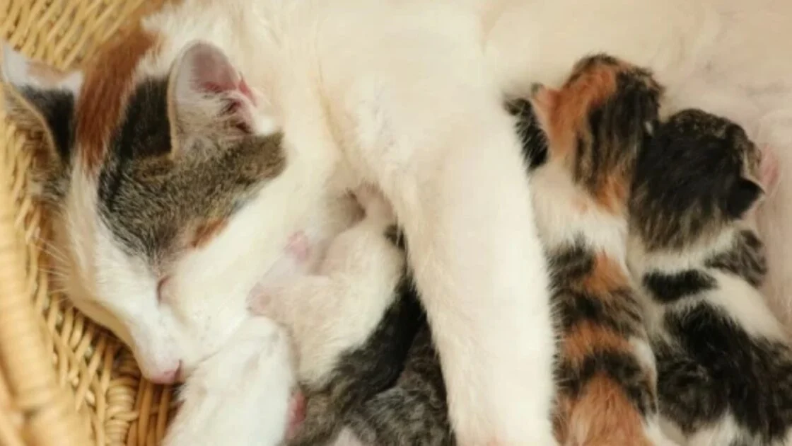 Arti Kucing Melahirkan di Rumah Kita dan Hal-Hal yang Sebaiknya Dilakukan Arti Kucing Melahirkan di Rumah Kita dan Hal-Hal yang Sebaiknya Dilakukan