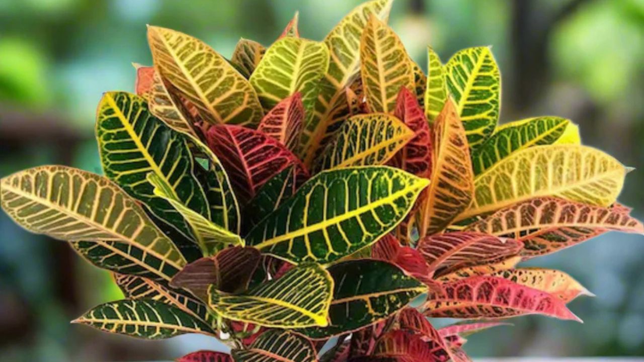 Croton Petra