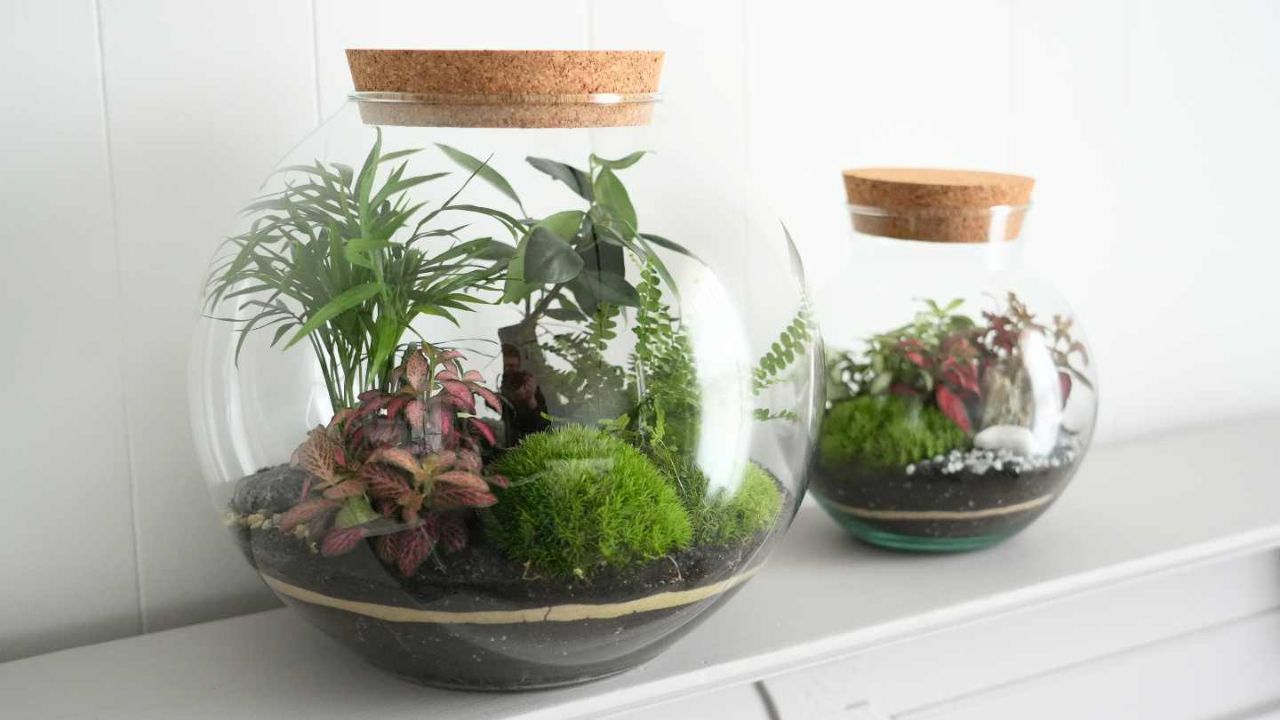 Hadirkan Sentuhan Terrarium