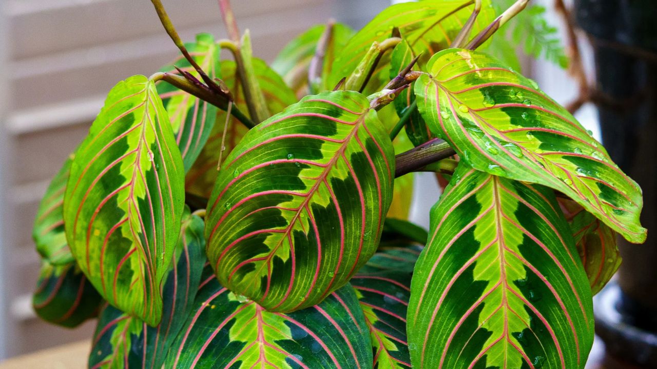 Prayer Plant