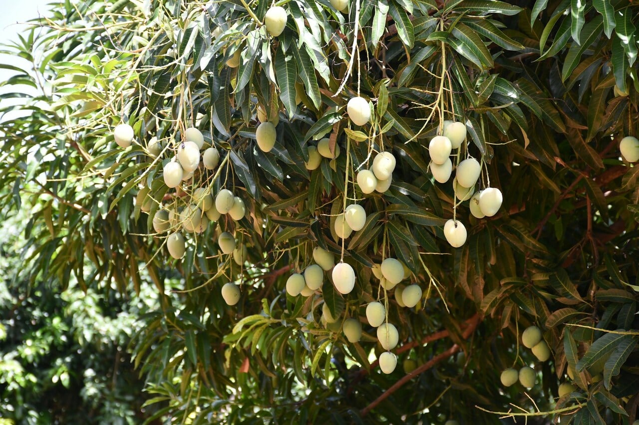 pohon peneduh yang akarnya tidak merusak. pohon mangga