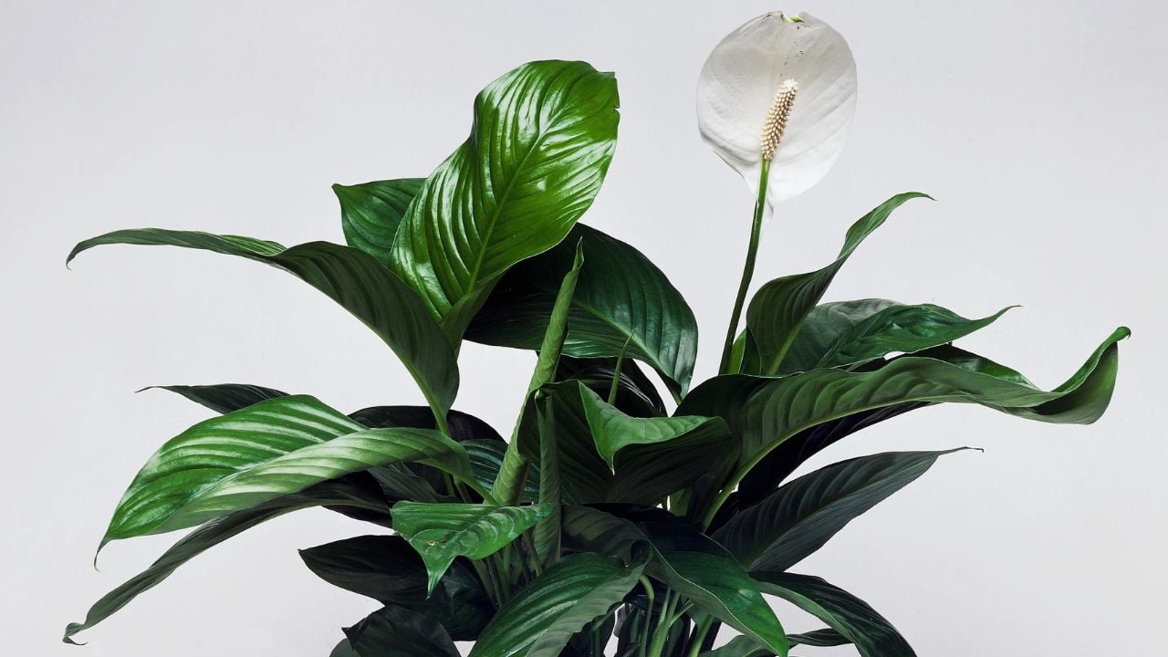 tanaman Peace Lily