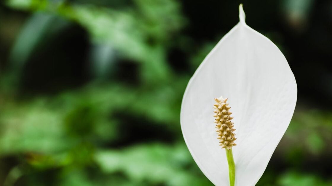 10 Tanaman dalam Ruangan untuk Mempercantik Hunian 10 Tanaman dalam Ruangan untuk Mempercantik Hunian