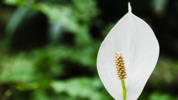 10 Tanaman dalam Ruangan untuk Mempercantik Hunian