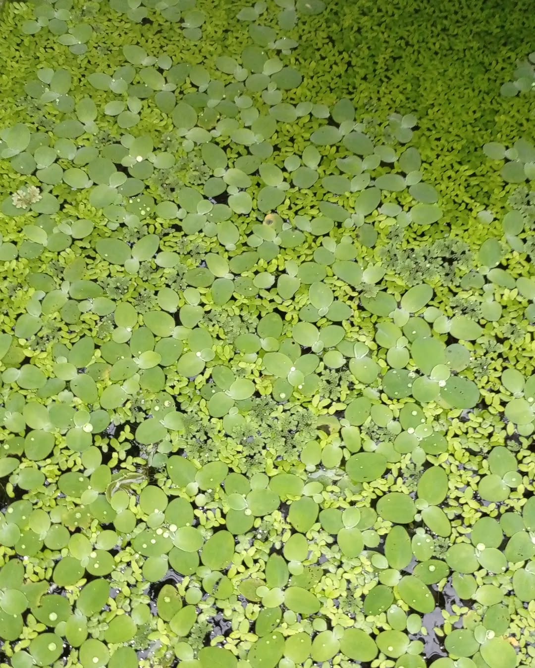 tanaman penjernih air kolam ikan, mata lele