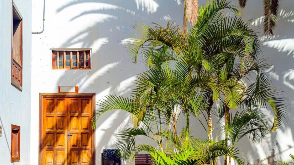 5 Pohon Hias Depan Rumah yang Mudah Dirawat