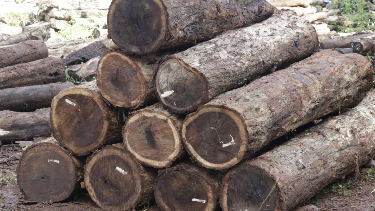 kayu sonokeling