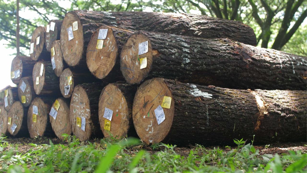 jenis kayu untuk furniture pinus