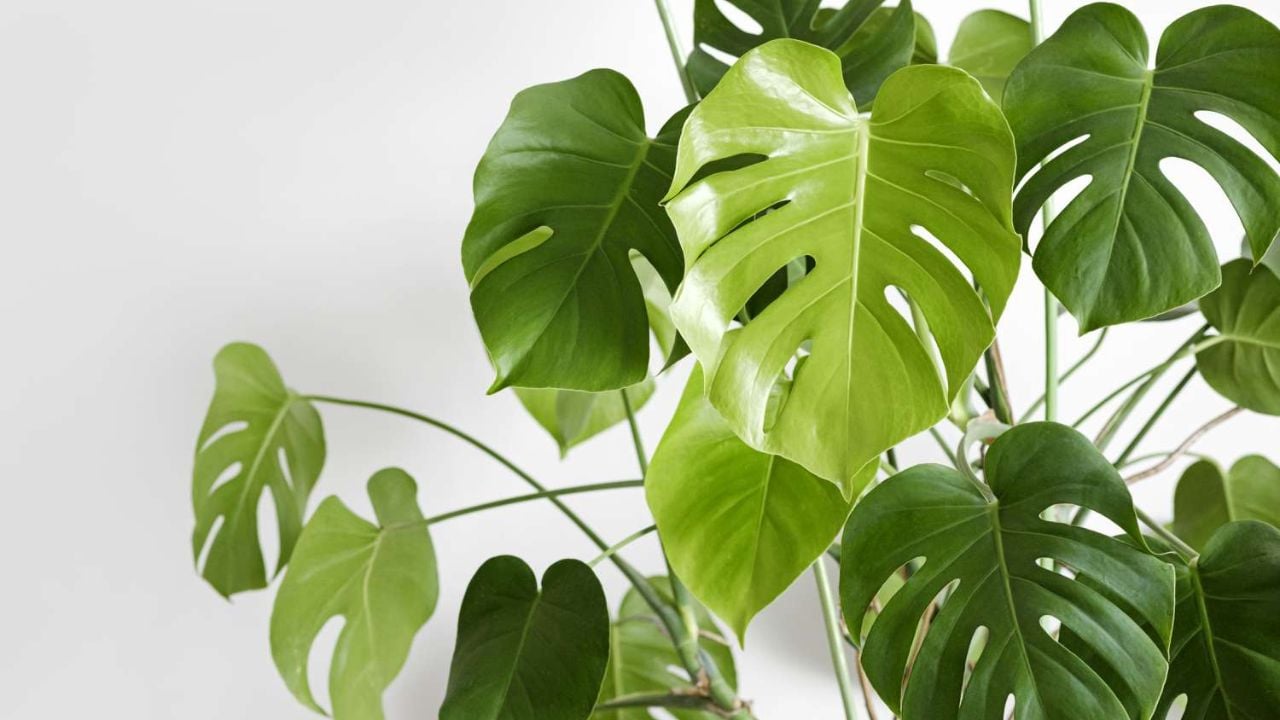 Monstera