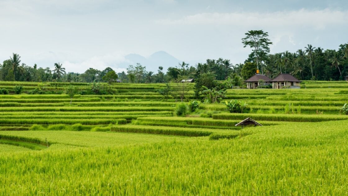 5 Contoh Surat Gadai Tanah Sawah yang Benar Format PDF dan Doc 5 Contoh Surat Gadai Tanah Sawah yang Benar Format PDF dan Doc