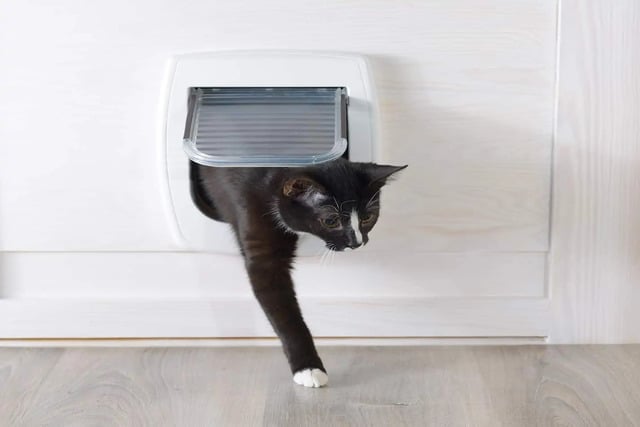 kucing datang ke rumah menurut islam