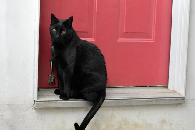 kucing datang ke rumah dalam islam