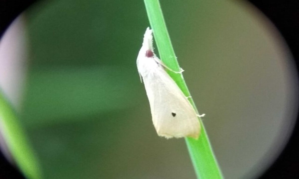 kupu kupu putih masuk rumah