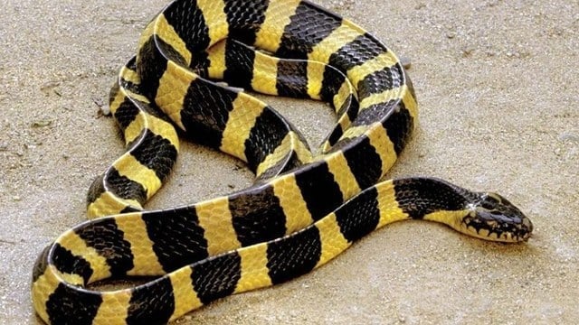 jenis ular yang sering masuk rumah