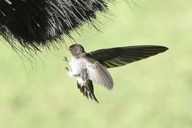 cara mengusir burung sriti yang bersarang di rumah