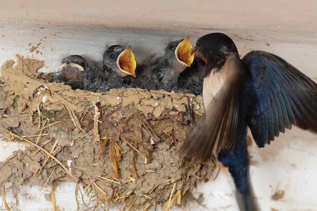6 Cara Mengusir Burung Sriti yang Bersarang di Rumah, Gak Balik Lagi!