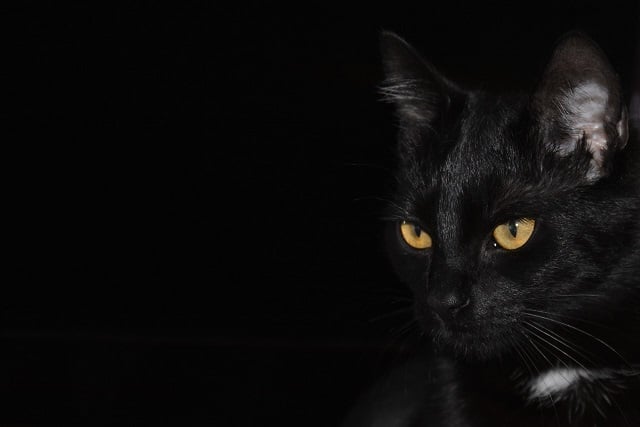 kucing hitam masuk rumah