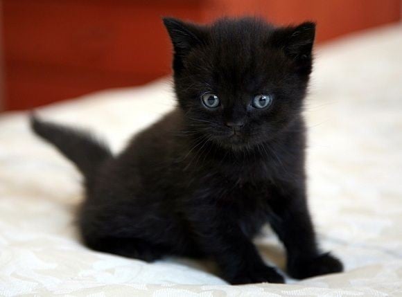 kucing hitam lucu