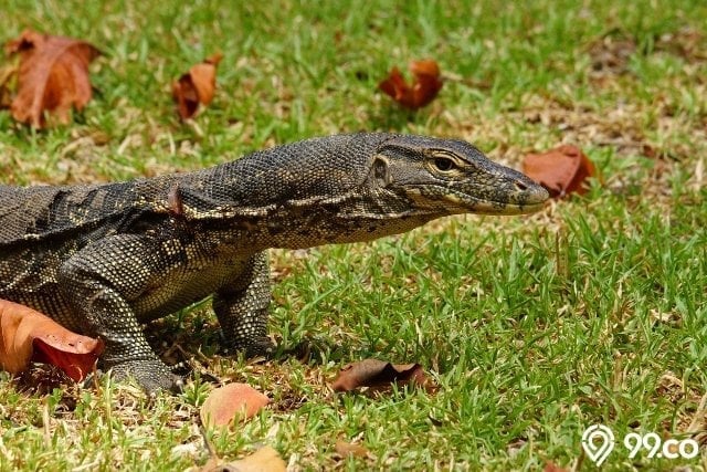 hewan reptil