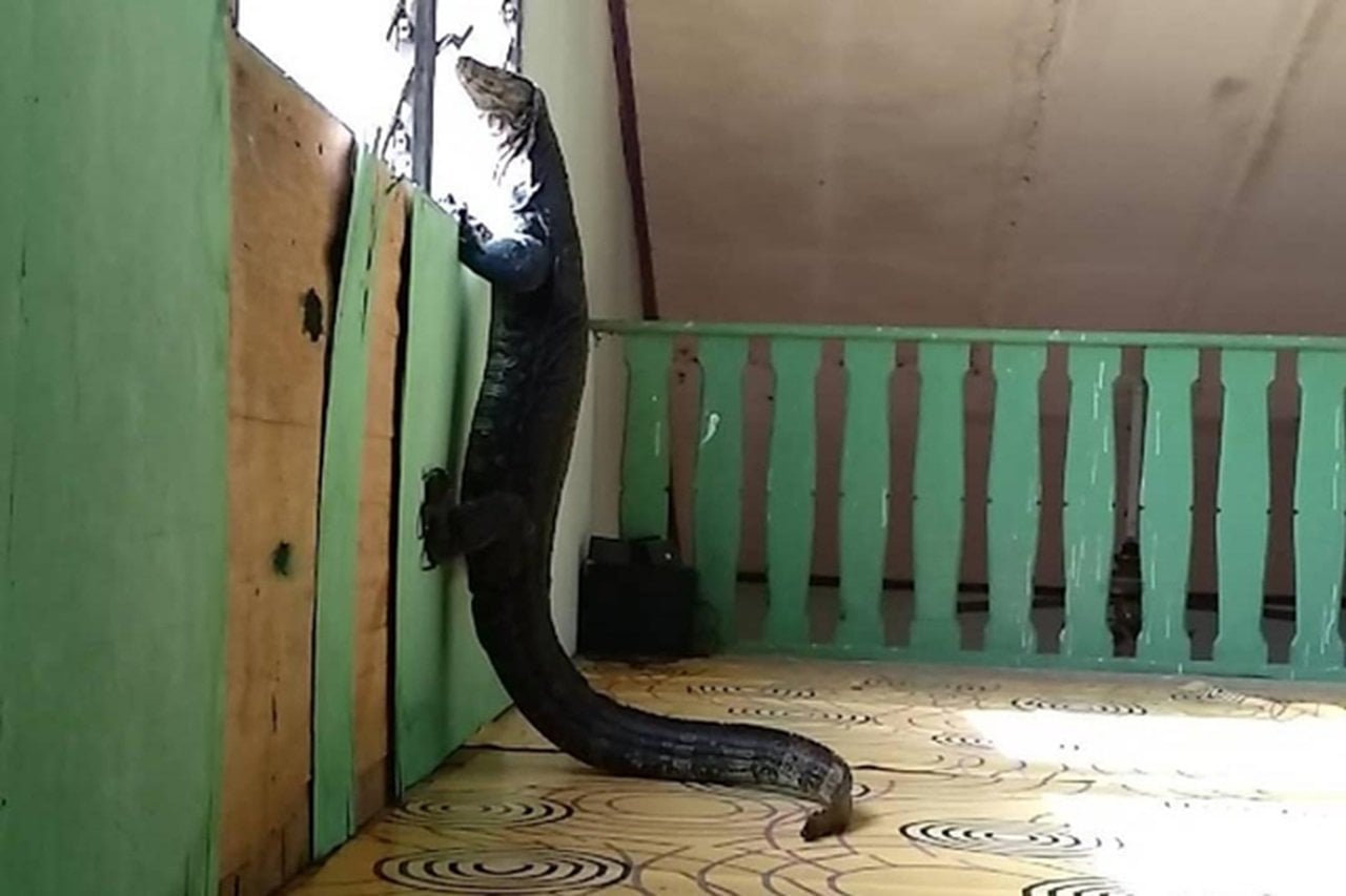 biawak masuk rumah