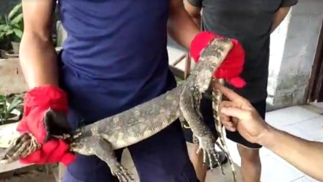 arti biawak masuk rumah