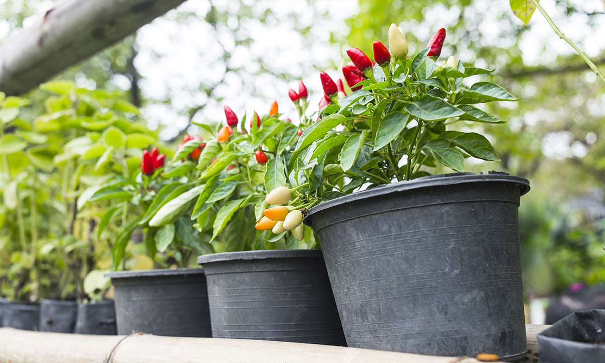 mitos menanam pohon cabe di depan rumah