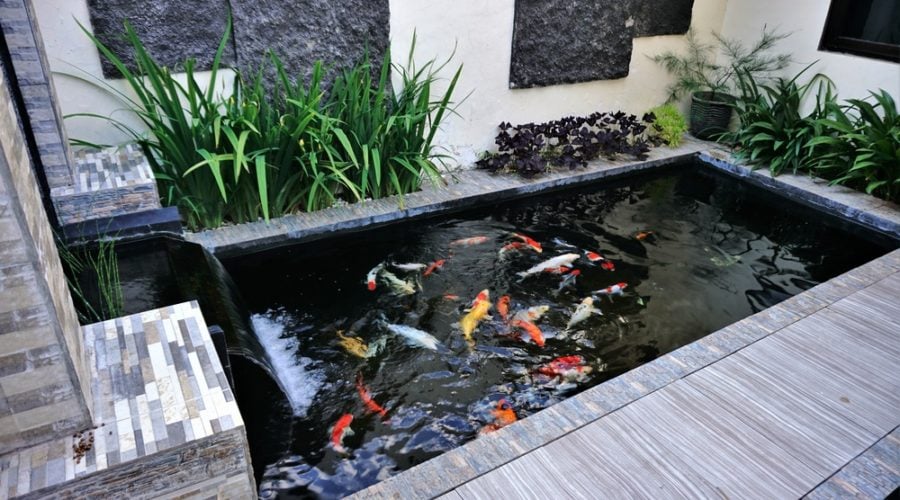 Hukum Memelihara Ikan di Kolam