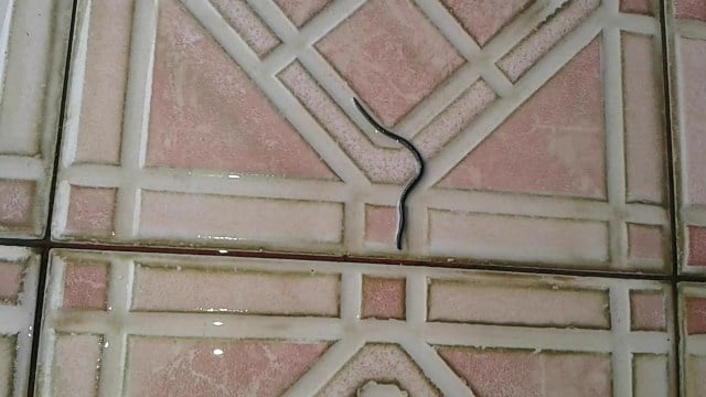 cacing di kamar mandi