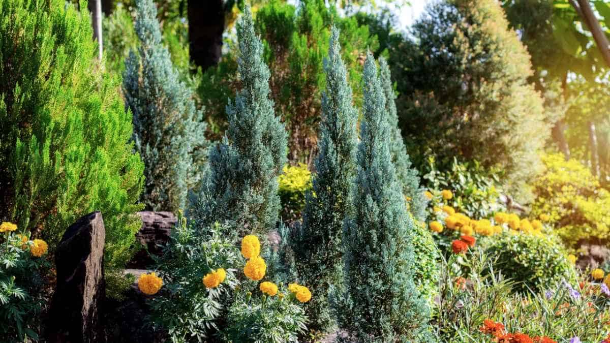 pohon juniper tanaman pagar