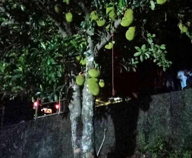 pohon nangka
