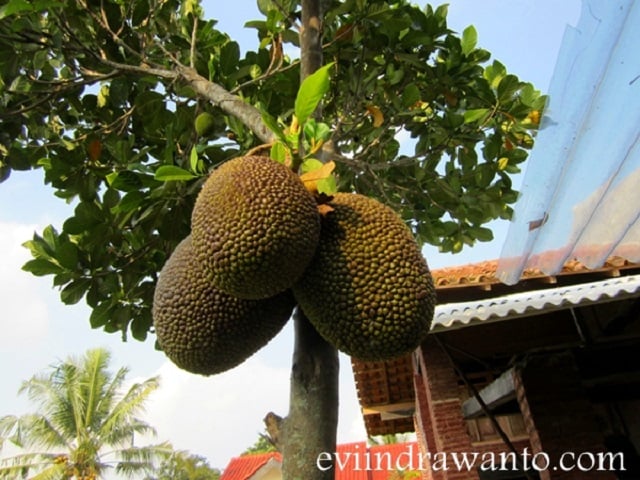 mitos pohon nangka depan rumah