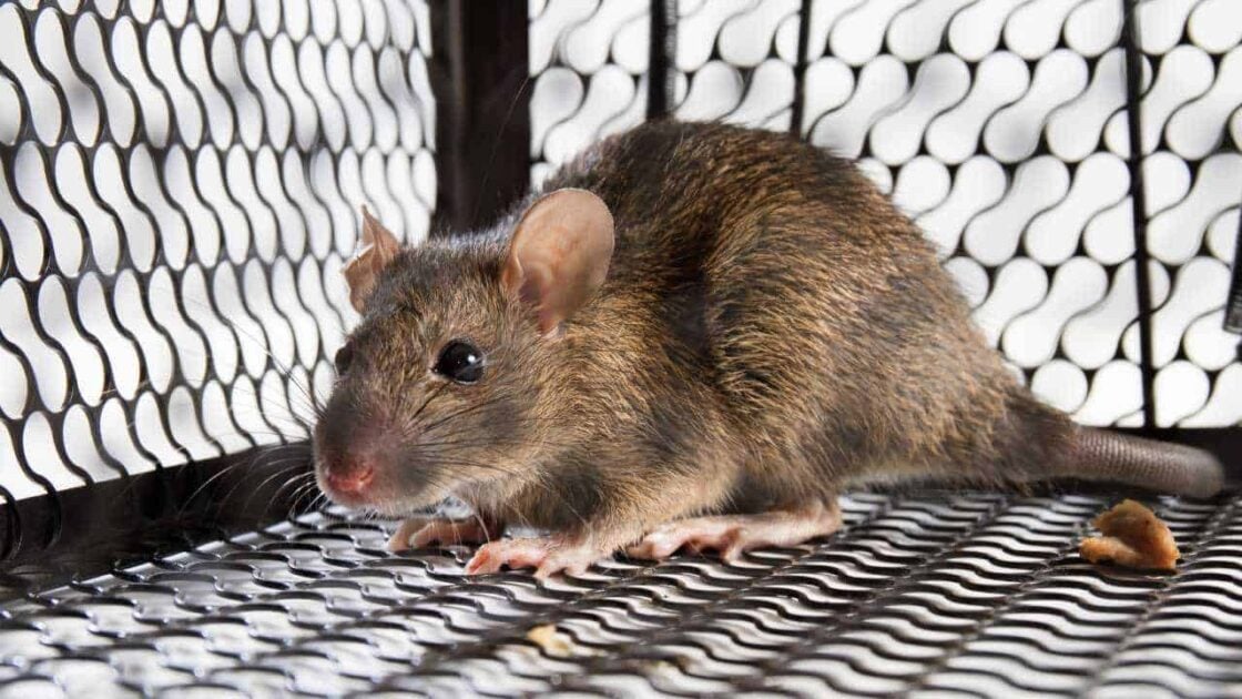 8 Cara Menghilangkan Bau Bangkai Tikus di Rumah, Paling Ampuh dan Mudah! 8 Cara Menghilangkan Bau Bangkai Tikus di Rumah, Paling Ampuh dan Mudah!