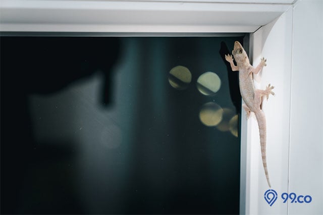 kenapa banyak cicak di rumah