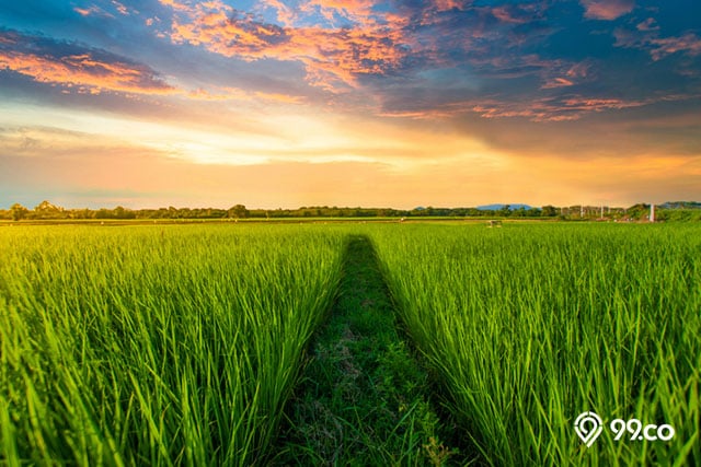 mengenal investasi tanah sawah