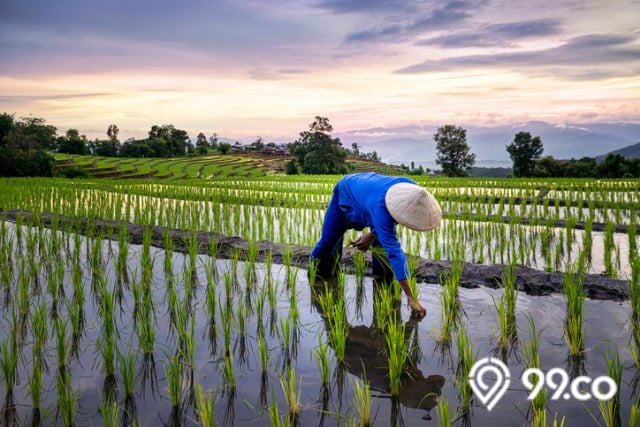 investasi tanah sawah