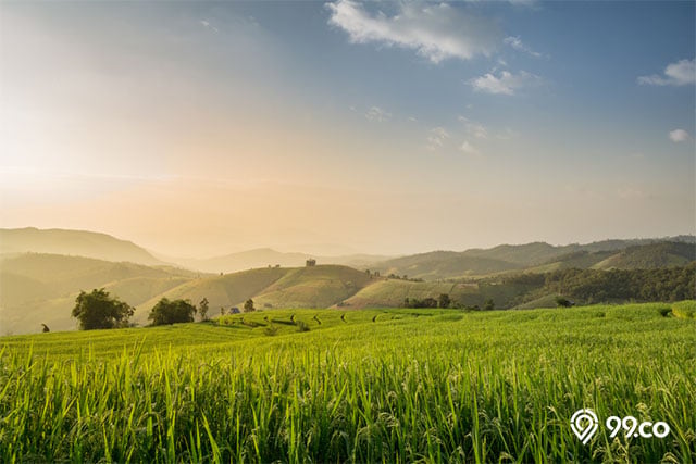 keuntungan investasi tanah sawah