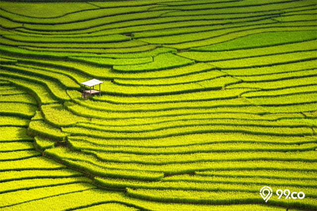 kerugian investasi tanah sawah