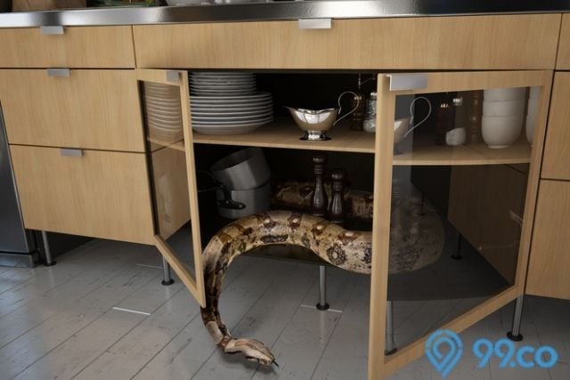 ular masuk rumah