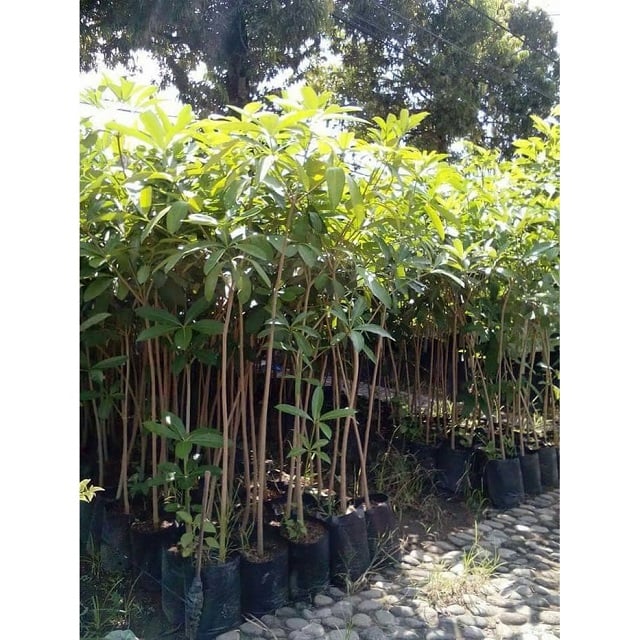cara menanam pohon pule dari biji