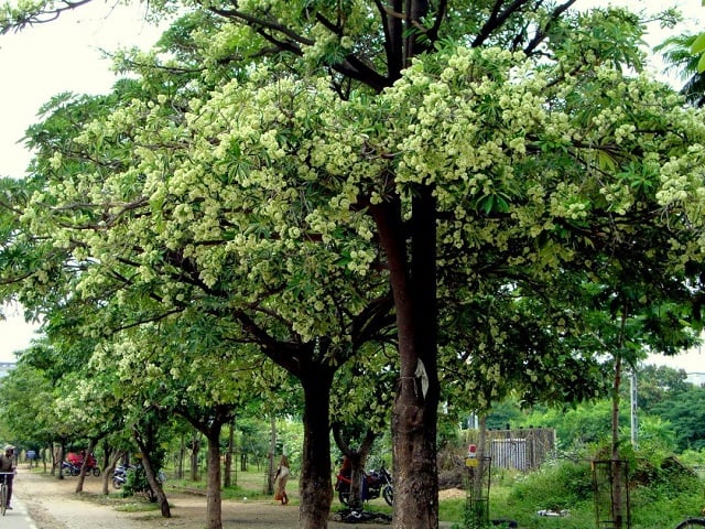 cara menanam pohon pule stek batang