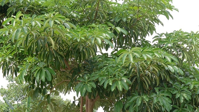 budidaya pohon pulai