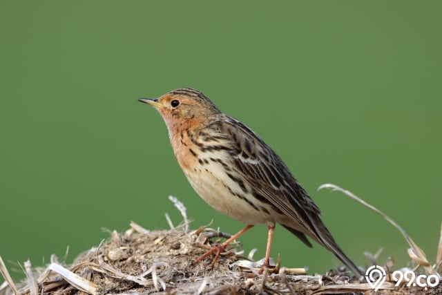 burung pipit