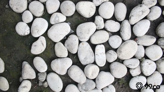 batu sikat putih